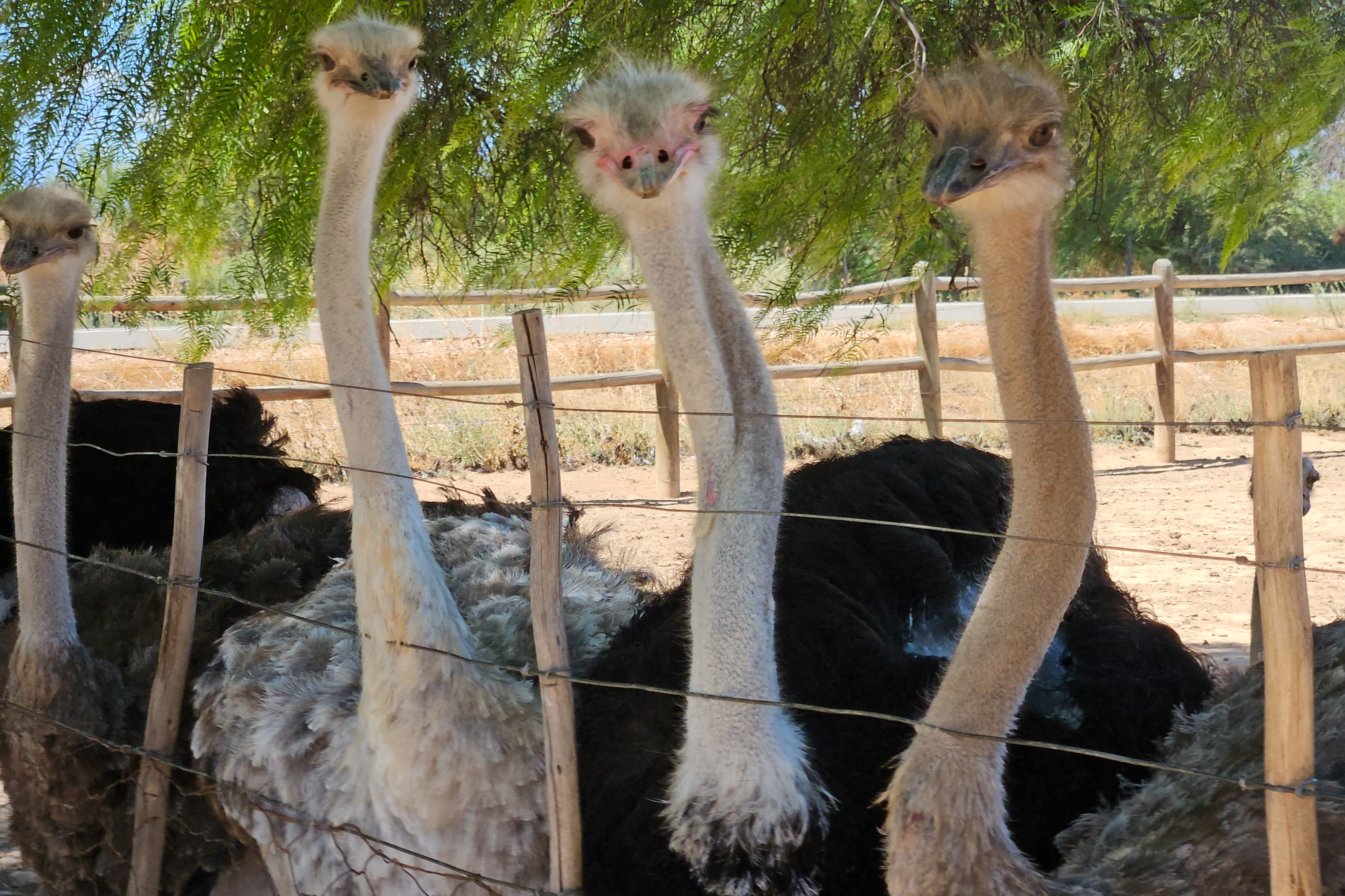 Straussenfarm "High gate" bei Outshoorn